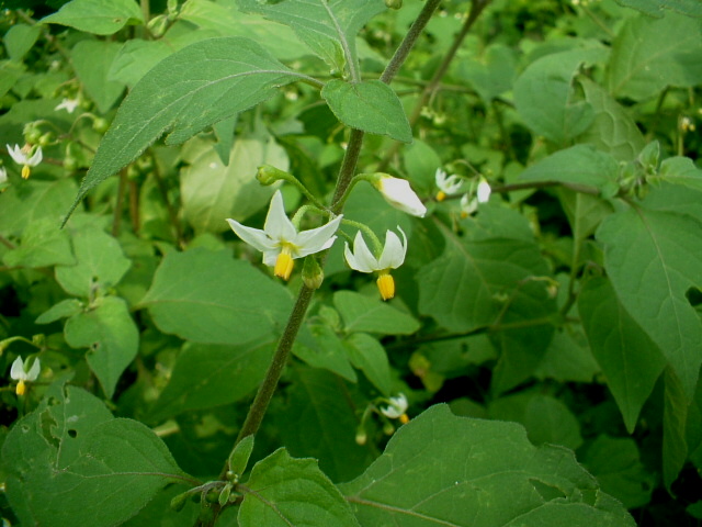 Solanum nigrum